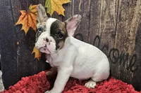 Venus, a male French Bulldog for sale in Buffalo, MO – Photo 8 of 9