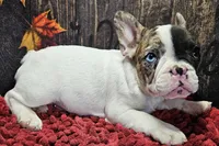 Venus, a male French Bulldog for sale in Buffalo, MO – Photo 6 of 9