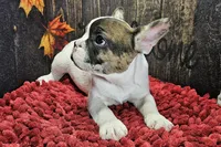 Venus, a male French Bulldog for sale in Buffalo, MO – Photo 7 of 9
