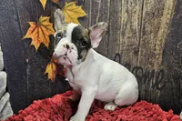 Venus, a male French Bulldog for sale in Buffalo, MO – Photo 5 of 9