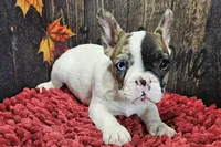 Venus, a male French Bulldog for sale in Buffalo, MO – Photo 1 of 9