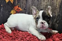 Venus, a male French Bulldog for sale in Buffalo, MO – Photo 9 of 9