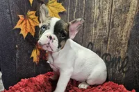 Venus, a male French Bulldog for sale in Buffalo, MO – Photo 3 of 9