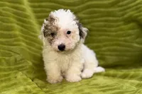 Lil Daxton, a male Poodle - Toy  for sale in Buffalo, MO – 5 of 6
