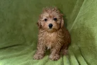 Buster, a male Poodle - Toy  for sale in Buffalo, MO – 3 of 5