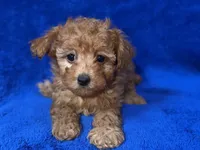 Buster, a male Poodle - Toy  for sale in Buffalo, MO – Photo 4 of 7