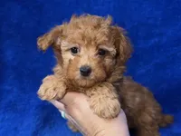 Buster, a male Poodle - Toy  for sale in Buffalo, MO – Photo 5 of 7