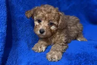 Buster, a male Poodle - Toy  for sale in Buffalo, MO – Photo 7 of 7