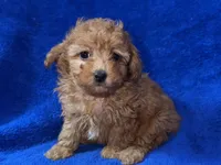 Buster, a male Poodle - Toy  for sale in Buffalo, MO – Photo 2 of 7