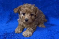 Buster, a male Poodle - Toy  for sale in Buffalo, MO – Photo 6 of 7