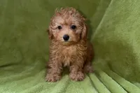 Buster, a male Poodle - Toy  for sale in Buffalo, MO – 2 of 5
