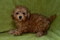 Buster, a male Poodle - Toy  for sale in Buffalo, MO – 5 of 5