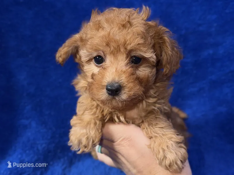 Buster – Poodle - Toy  puppy for sale in Buffalo, MO