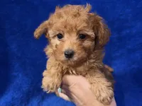 Buster, a male Poodle - Toy  for sale in Buffalo, MO – Photo 1 of 7