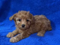 Buster, a male Poodle - Toy  for sale in Buffalo, MO – Photo 3 of 7