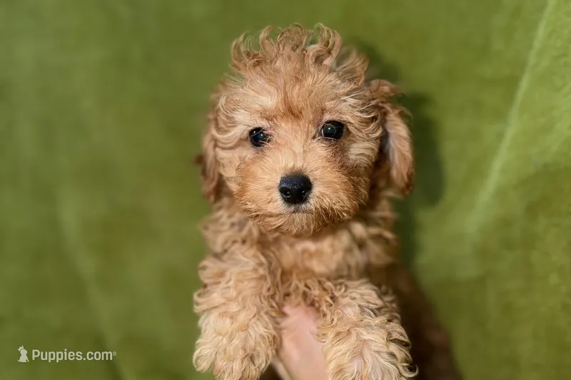 Buster – Poodle - Toy  puppy for sale in Buffalo, MO