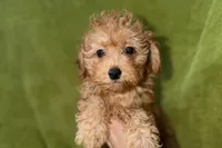 Buster, a male Poodle - Toy  for sale in Buffalo, MO – 1 of 5