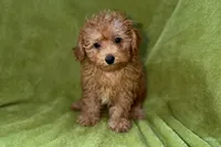 Buster, a male Poodle - Toy  for sale in Buffalo, MO – 4 of 5