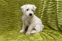Poppy, a female West Highland White Terrier for sale in Buffalo, MO – 6 of 7