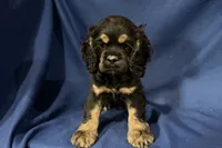 Hugo, a male Cocker Spaniel for sale in Buffalo, MO – 6 of 7