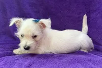 Whitley, a female West Highland White Terrier for sale in Buffalo, MO – 5 of 5