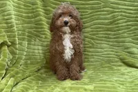 Lee, a male Poodle - Toy  for sale in Buffalo, MO – 6 of 9