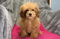 Maisy - ACA, a female Poodle - Toy  for sale in Buffalo, MO – 4 of 5