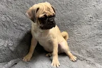 Jax, a male Pug for sale in Buffalo, MO – 3 of 4