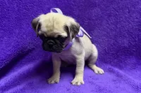 Juniper, a female Pug for sale in Buffalo, MO – 5 of 6