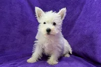 Wilma, a female West Highland White Terrier for sale in Buffalo, MO – 5 of 5