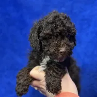 Ollie, a male Poodle - Toy  for sale in Buffalo, MO – Photo 3 of 7