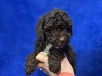 Ollie, a male Poodle - Toy  for sale in Buffalo, MO – Photo 3 of 7