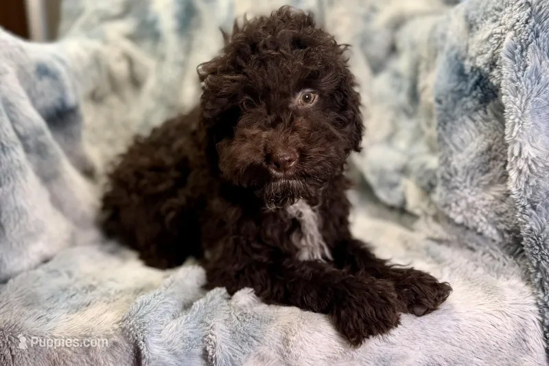 Ollie – Poodle - Toy  puppy for sale in Buffalo, MO
