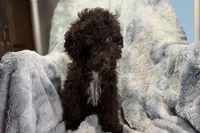 Ollie, a male Poodle - Toy  for sale in Buffalo, MO – 2 of 6