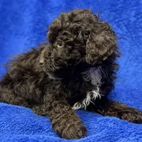 Ollie, a male Poodle - Toy  for sale in Buffalo, MO – Photo 2 of 7
