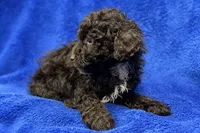 Ollie, a male Poodle - Toy  for sale in Buffalo, MO – Photo 2 of 7