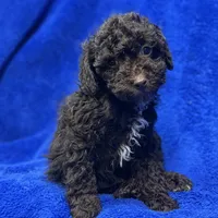 Ollie, a male Poodle - Toy  for sale in Buffalo, MO – Photo 5 of 7