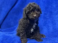 Ollie, a male Poodle - Toy  for sale in Buffalo, MO – Photo 5 of 7