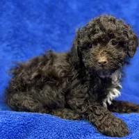 Ollie, a male Poodle - Toy  for sale in Buffalo, MO – Photo 1 of 7
