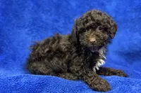 Ollie, a male Poodle - Toy  for sale in Buffalo, MO – Photo 1 of 7