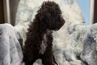 Ollie, a male Poodle - Toy  for sale in Buffalo, MO – 3 of 6
