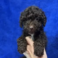 Ollie, a male Poodle - Toy  for sale in Buffalo, MO – Photo 4 of 7