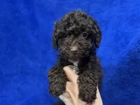 Ollie, a male Poodle - Toy  for sale in Buffalo, MO – Photo 4 of 7