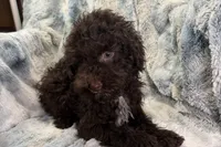 Ollie, a male Poodle - Toy  for sale in Buffalo, MO – 6 of 6