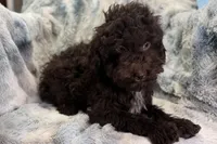 Ollie, a male Poodle - Toy  for sale in Buffalo, MO – 4 of 6