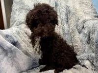 Ollie, a male Poodle - Toy  for sale in Buffalo, MO – 5 of 6