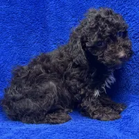 Ollie, a male Poodle - Toy  for sale in Buffalo, MO – Photo 7 of 7