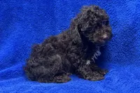 Ollie, a male Poodle - Toy  for sale in Buffalo, MO – Photo 7 of 7