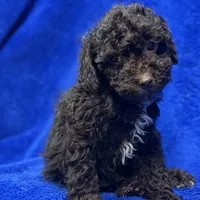 Ollie, a male Poodle - Toy  for sale in Buffalo, MO – Photo 6 of 7