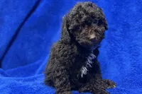 Ollie, a male Poodle - Toy  for sale in Buffalo, MO – Photo 6 of 7
